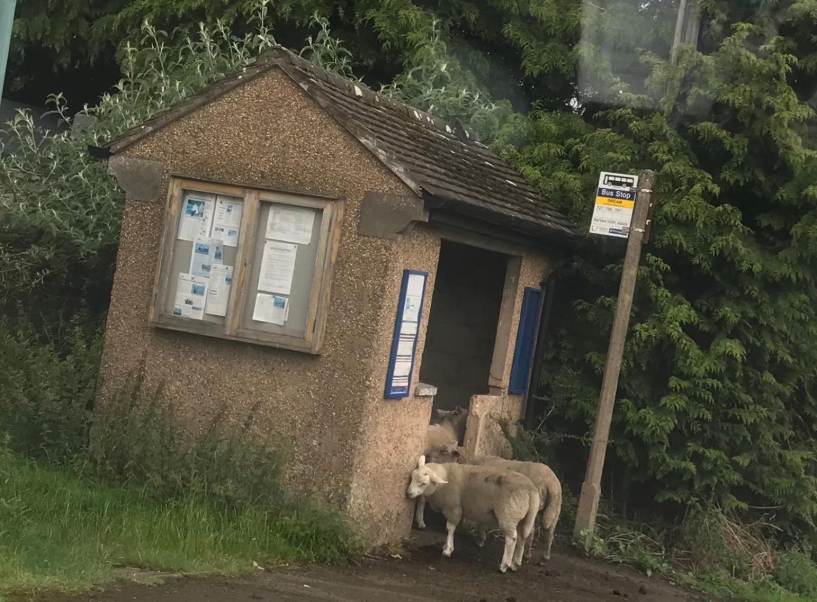 Old Co Op House -Forest Of Dean Bream 외부 사진