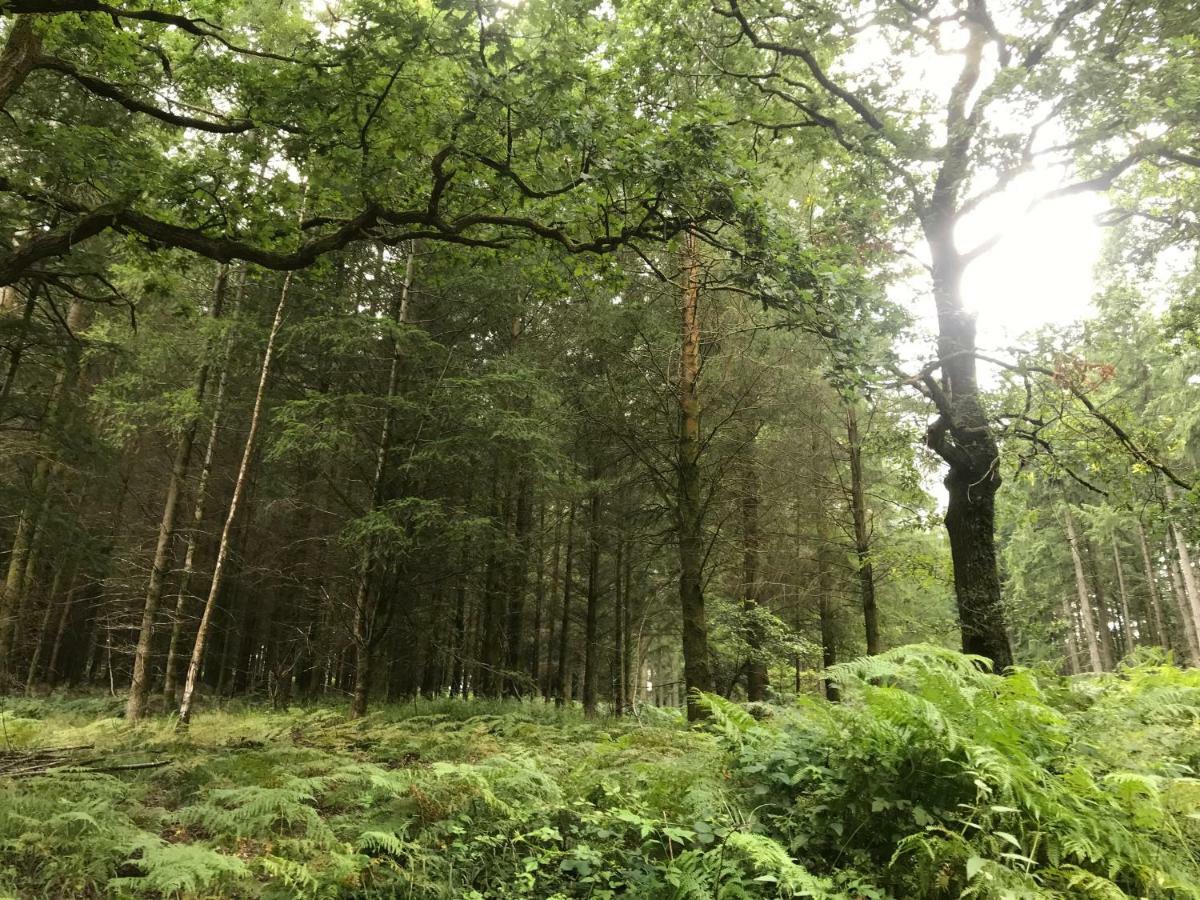 Old Co Op House -Forest Of Dean Bream 외부 사진