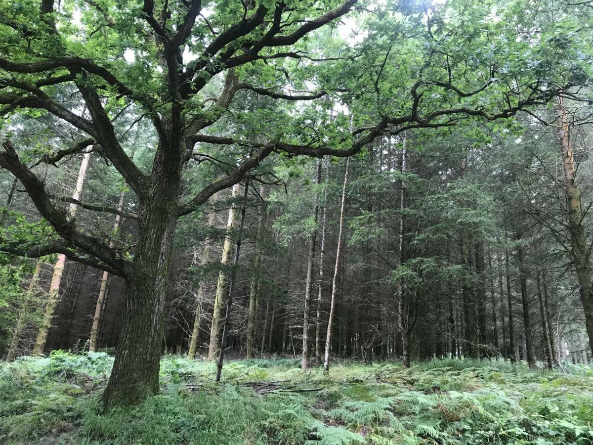 Old Co Op House -Forest Of Dean Bream 외부 사진